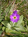 Scottish primrose - A